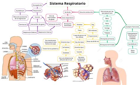 respiracion de wyckoff|21.1B: Anatomía Funcional del Sistema Respiratorio.